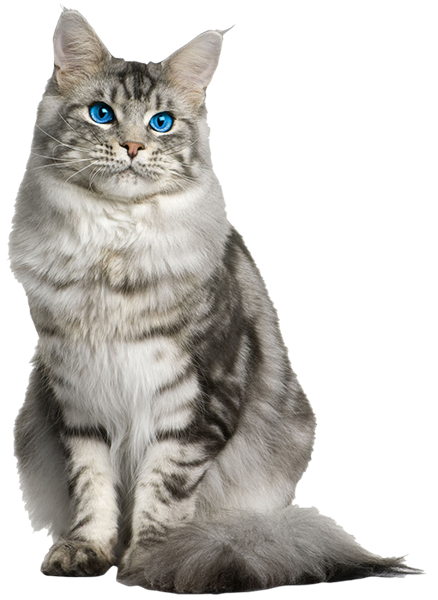 Green Pantry Cat Food Reviews Green Pantry Cat Food Reviews